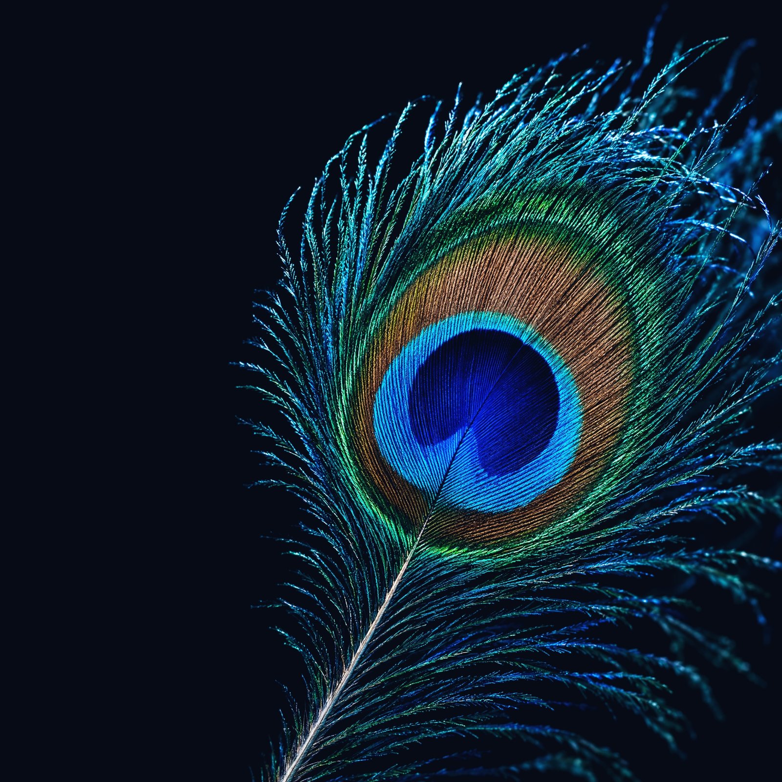 Macro of a single peacock train feather: the ocellus with its notched cobalt core, cyan ring, bronze band and emerald rim, every barb resolved as a fine filament.
